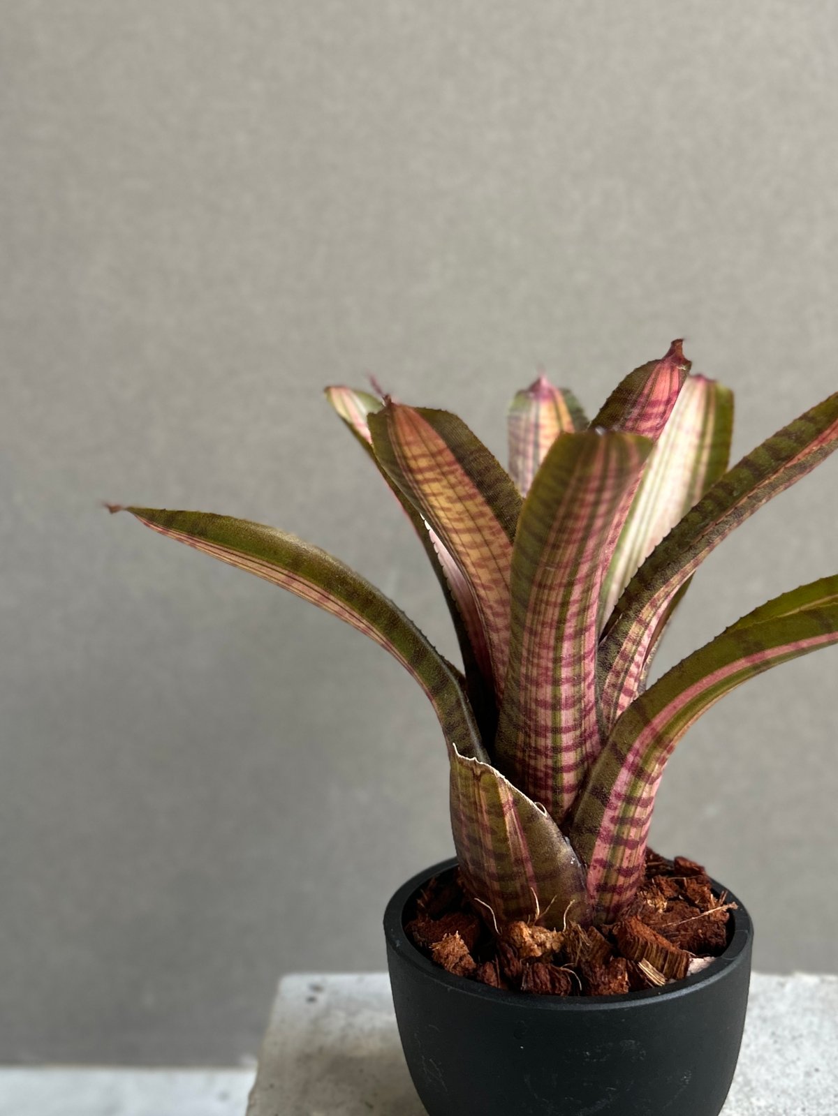 Neoregelia Skotak Hybrid〔ネオレゲリア〕N0602 Neoregelia Skotak Hybrid〔ネオレゲリア〕N0602 ネオレゲリア
