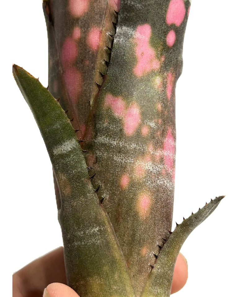 ビルベルギア インセンディアリー デライト「Billbergia Incendiary Del