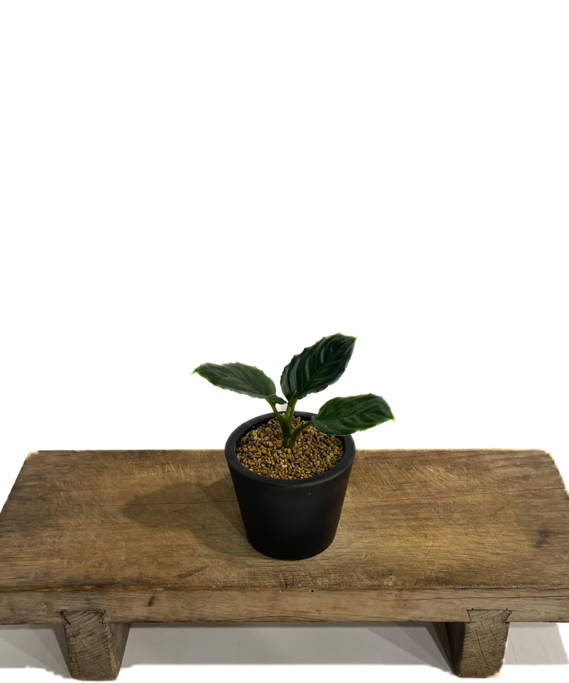 アグラオネマ メタリカ「Aglaonema Metallica」48F-1 | SHOUCHI