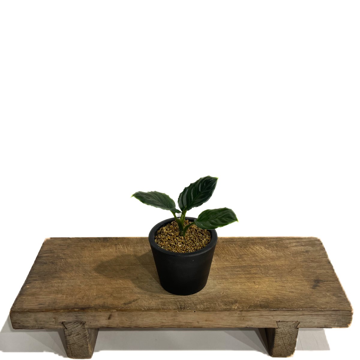 アグラオネマ メタリカ「Aglaonema Metallica」48F-1 | SHOUCHI