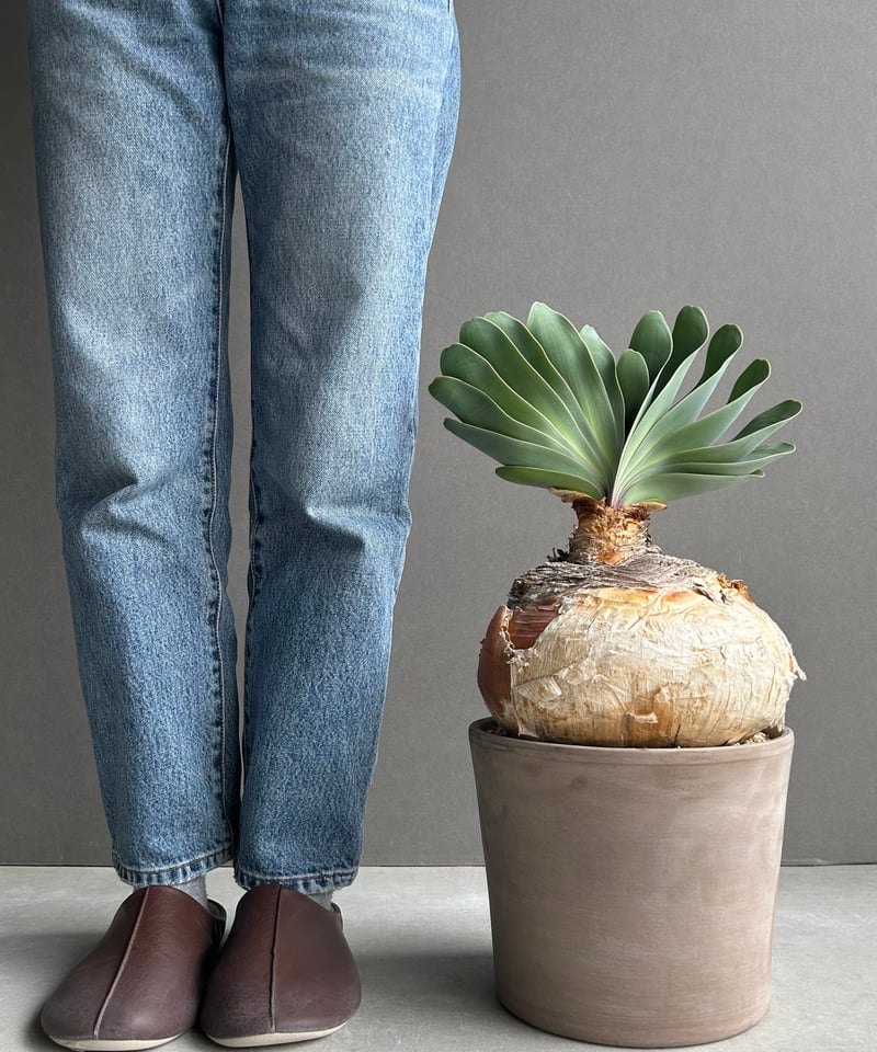 ブーファン ハエマンソイデス 「Boophane haemanthoides」5O | SHO