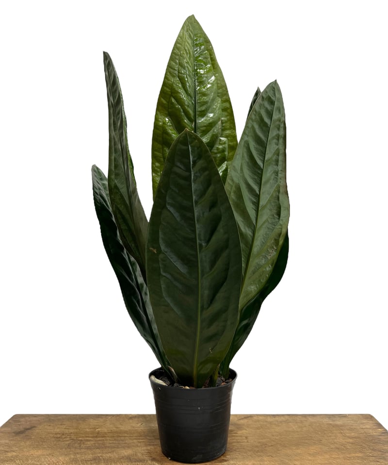 Anthrium BigBill アンスリウム Anthrium BigBill アンスリウム アンスリウム Anthurium Big