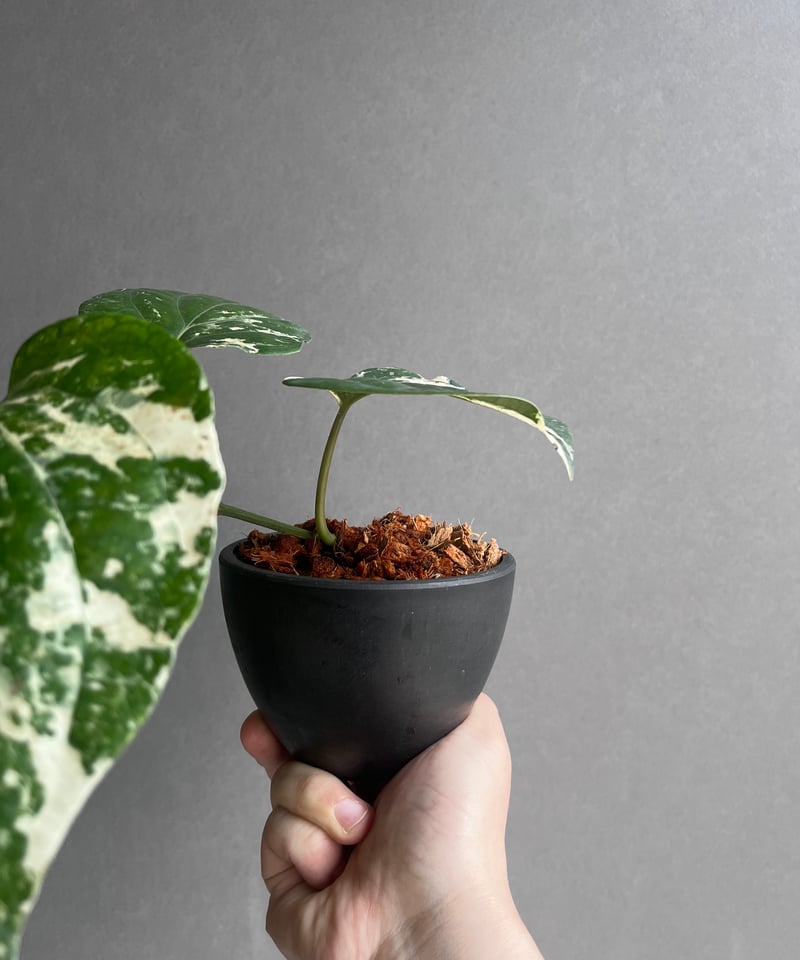 パイパー ニグラム 斑入 「Piper nigrum variegated」62Y | SHO