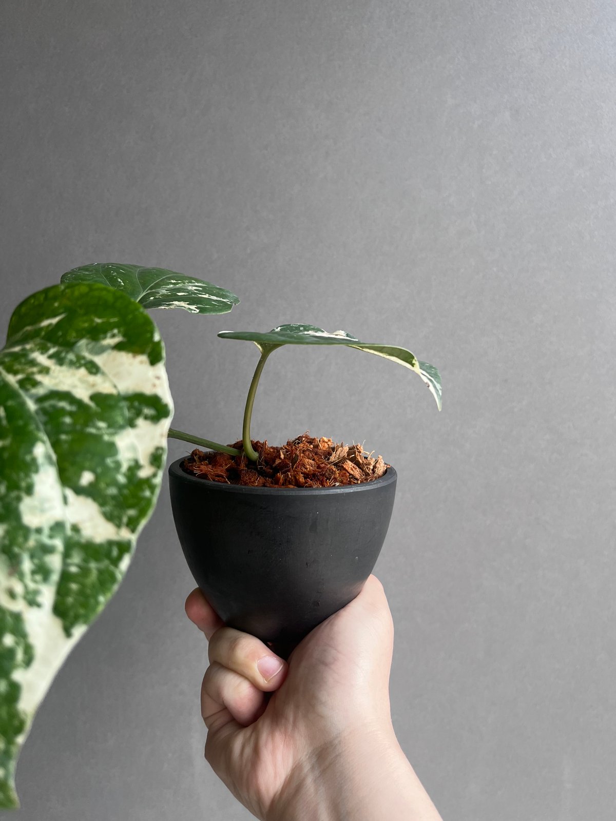 パイパー ニグラム 斑入 「Piper nigrum variegated」62Y | SHO