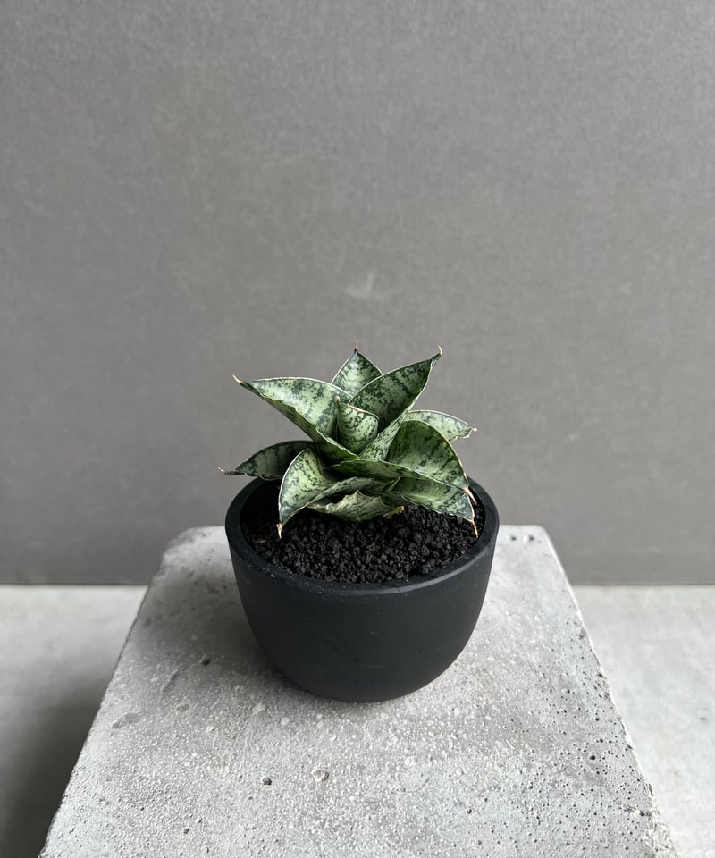 サンセベリア スサノオ 「Sansevieria Susano 'O' (by Unyaman