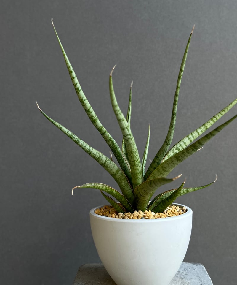 サンスベリア・コヨーテ サンセベリア コヨーテ 「Sansevieria Coyote」45E | SHOUCHIKUEN