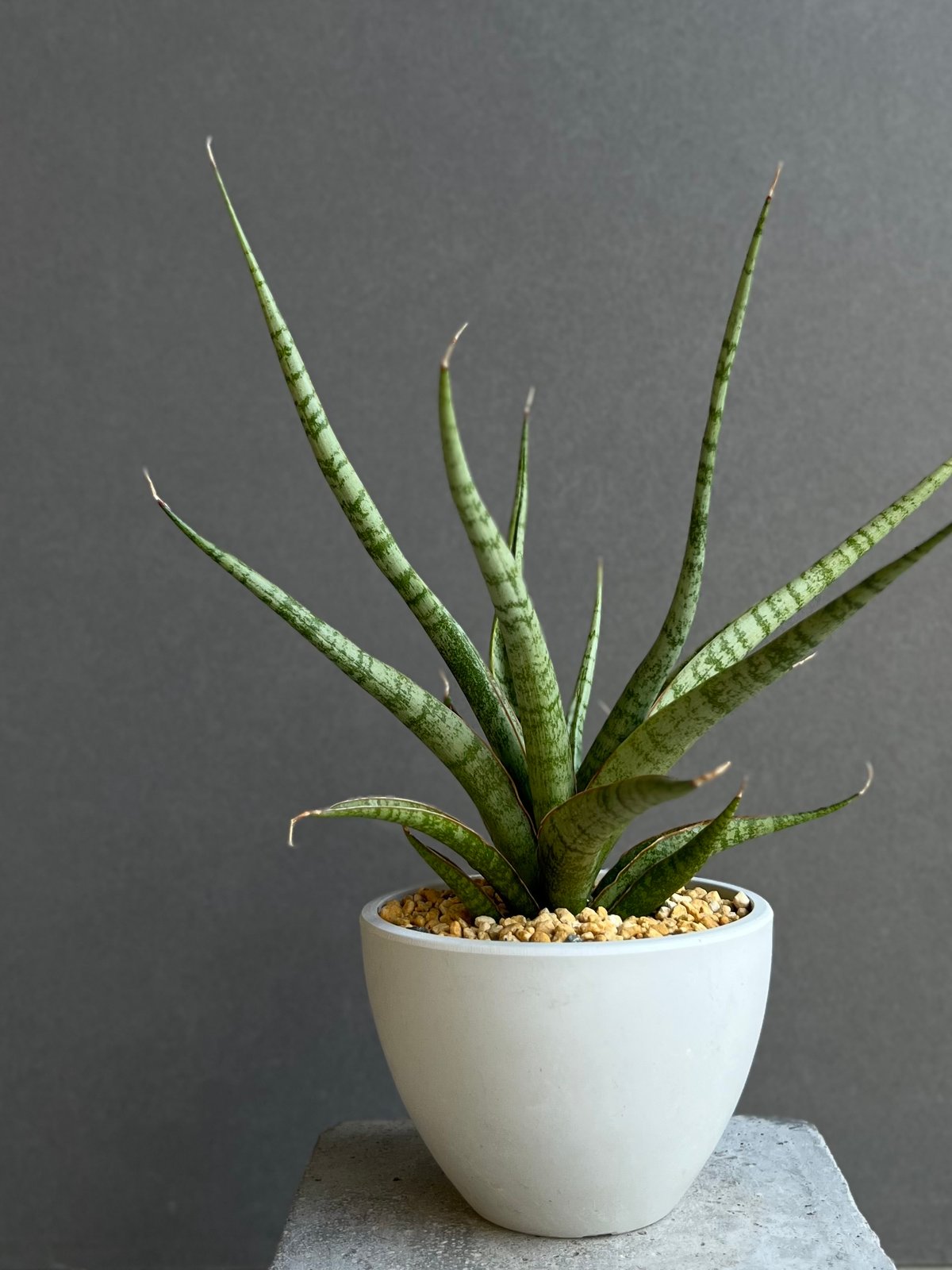 サンスベリア・コヨーテ fit=scale-down,w=1200