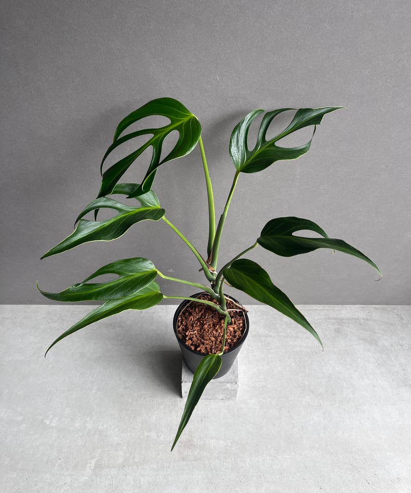 大株☆美株 モンステラ バールマルクスフレーム① 【公式通販】