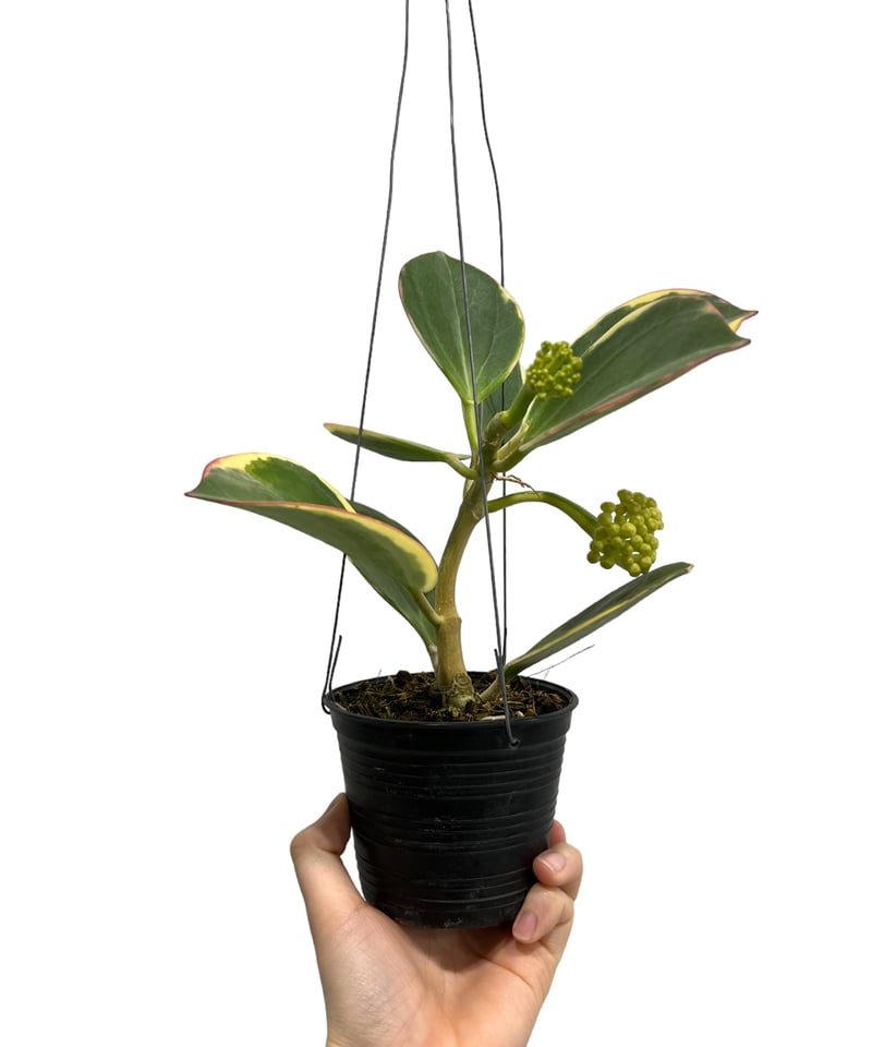 セール珍種 ホヤ　パキクラーダ pachycladas small leaves Hoya pachyclada [small leaves] - GrogensGarden