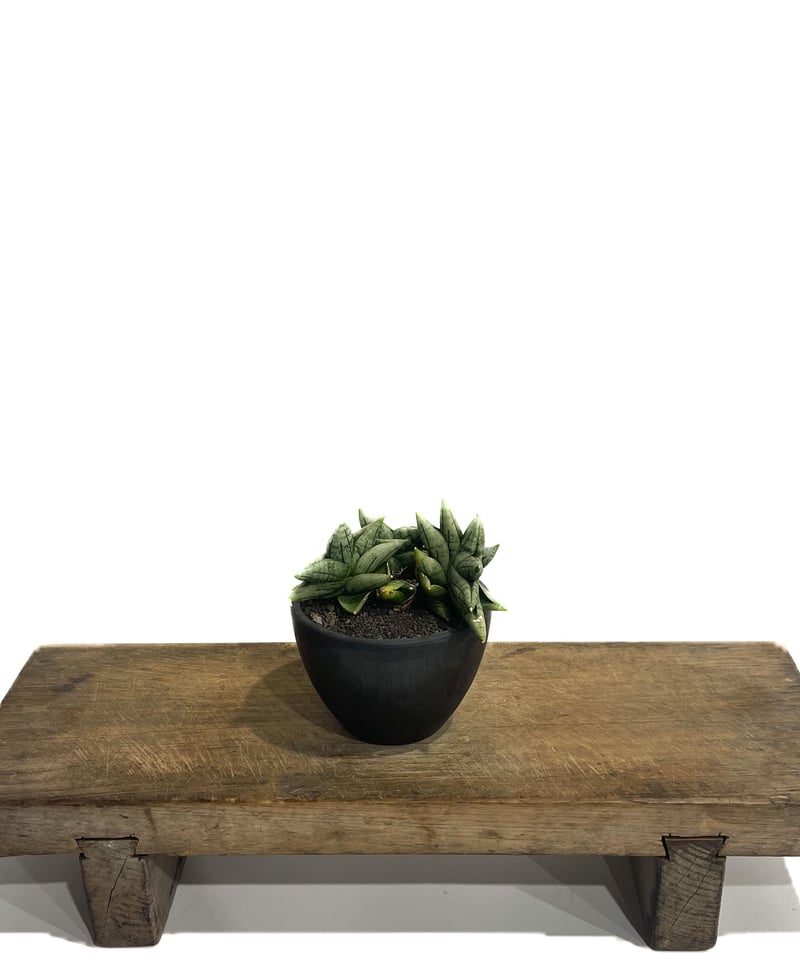 a0 レア サンスベリア ミニボンセル バリエガータ Sansevieria a0 レア サンスベリア ミニボンセル バリエガータ Sansevieria - メルカリ