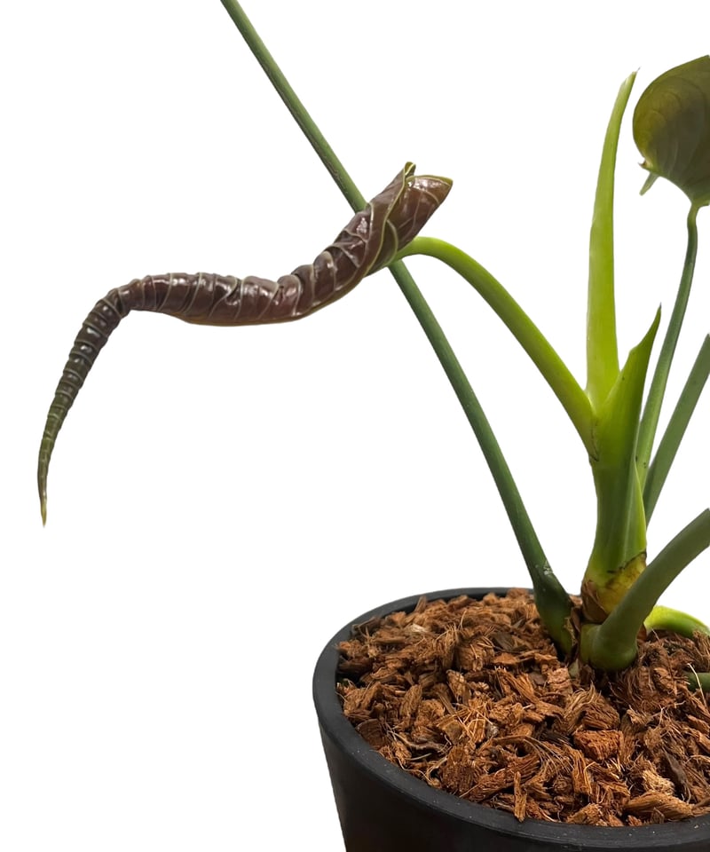 アンスリウム ベイチー 「Anthurium veitchii 」82V | SHOUCHIKUEN