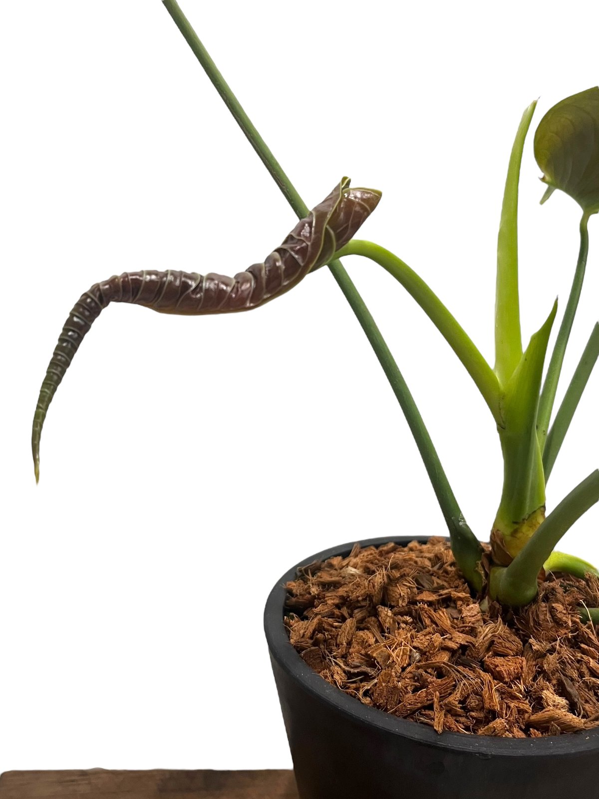 アンスリウム ベイチー 「Anthurium veitchii 」82V | SHOUCHIKUEN アンスリウム ベイチー 「Anthurium veitchii 」82V | SHOUCHIKUEN