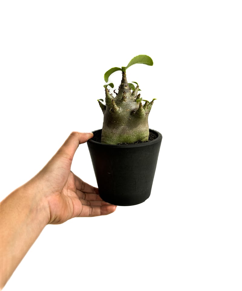 アデニウム アラビカムドワーフ タイプ “ブラック”「adenium