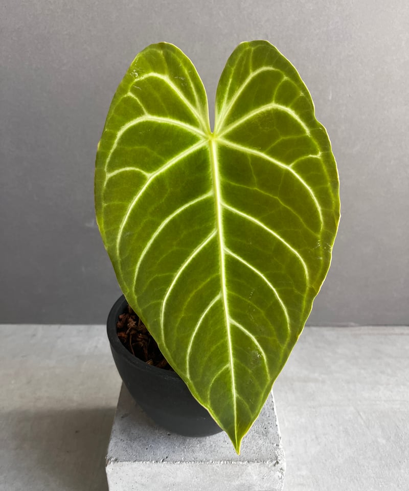 アンスリウム レガレ(コロンビア/ペルー) 「Anthurium regale (Colomb