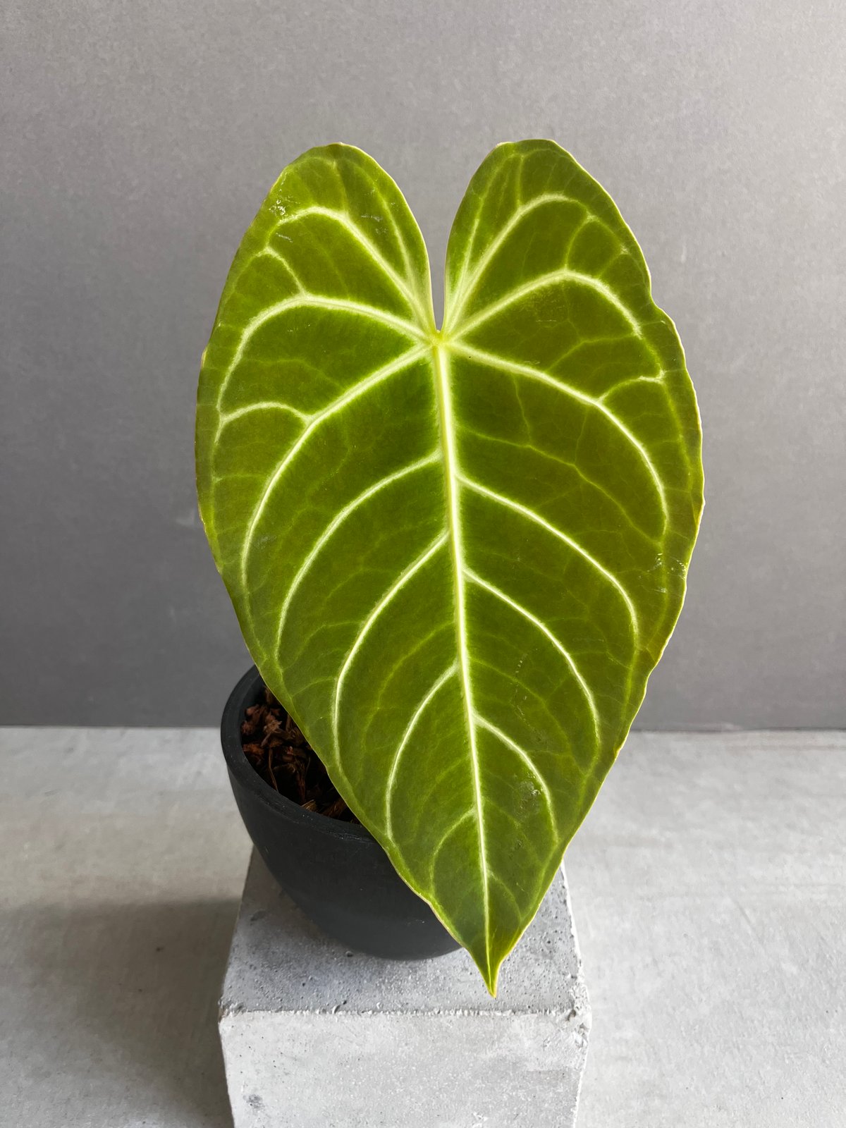 アンスリウム レガレ(コロンビア/ペルー) 「Anthurium regale (Colomb