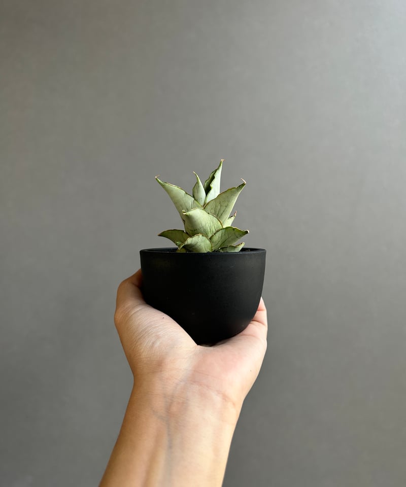 サンセベリア ブア カーオ「 Sansevieria Buakaw(by Unyamanee