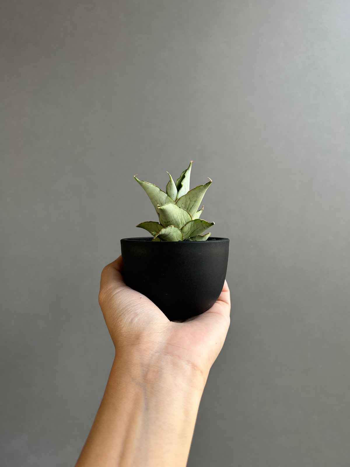 サンセベリア ブア カーオ「 Sansevieria Buakaw(by Unyamanee