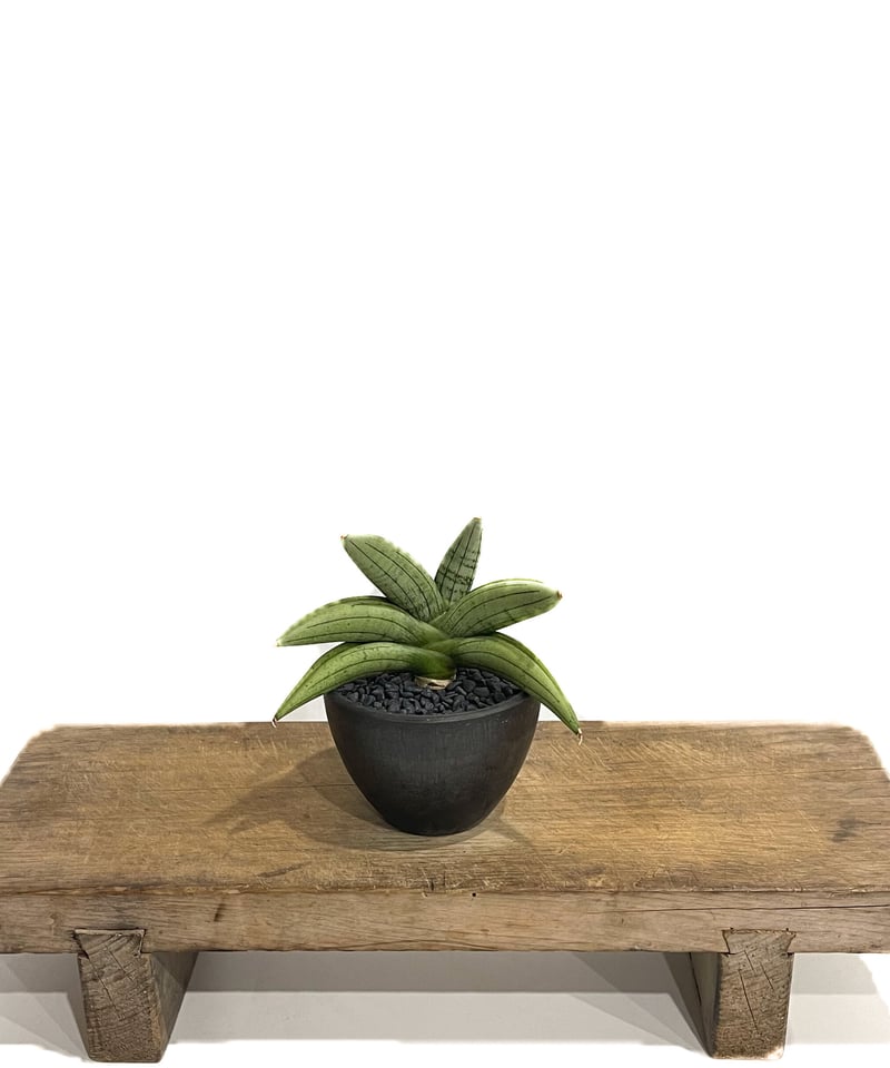 サンセベリア ミーディー 「Sansevieria Mee Dee (by Unyamanee