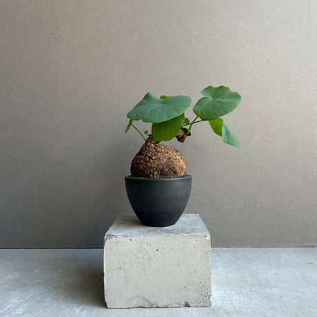 ステファニア | STORES