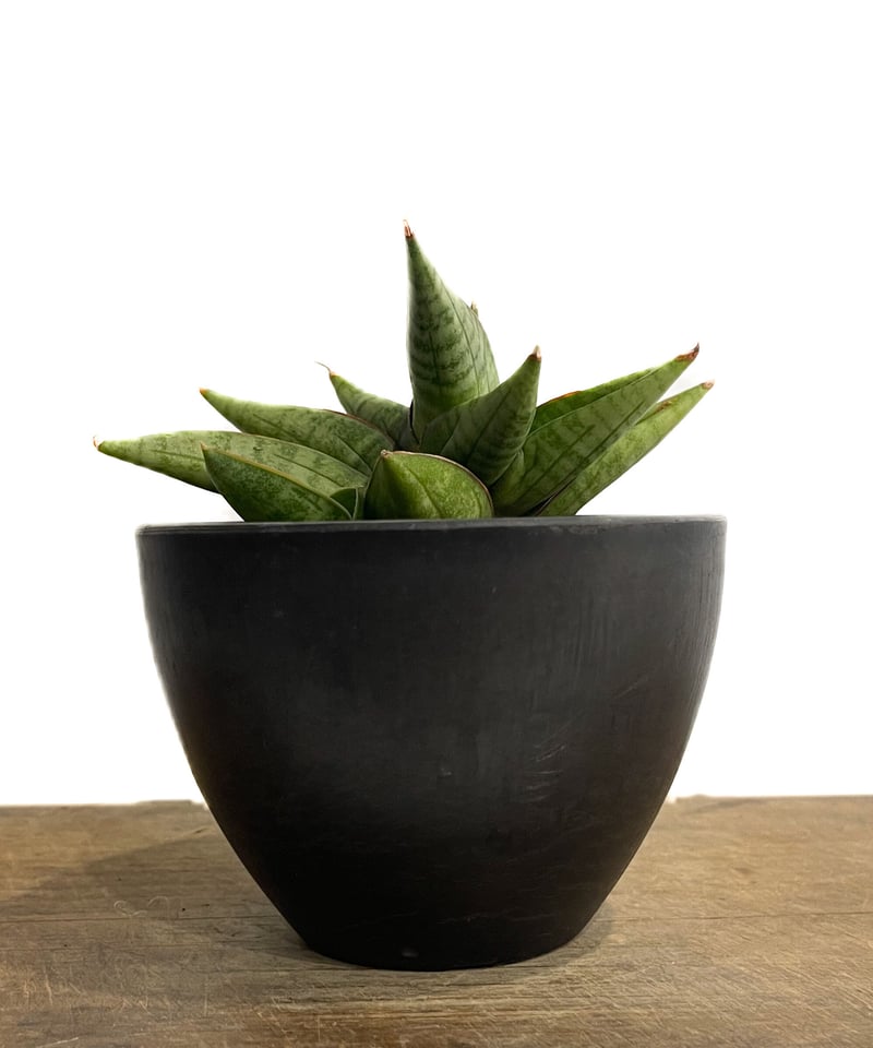 サンセベリア ヴィエナ「Sansevieria Vienna (by Unyamanee Ga