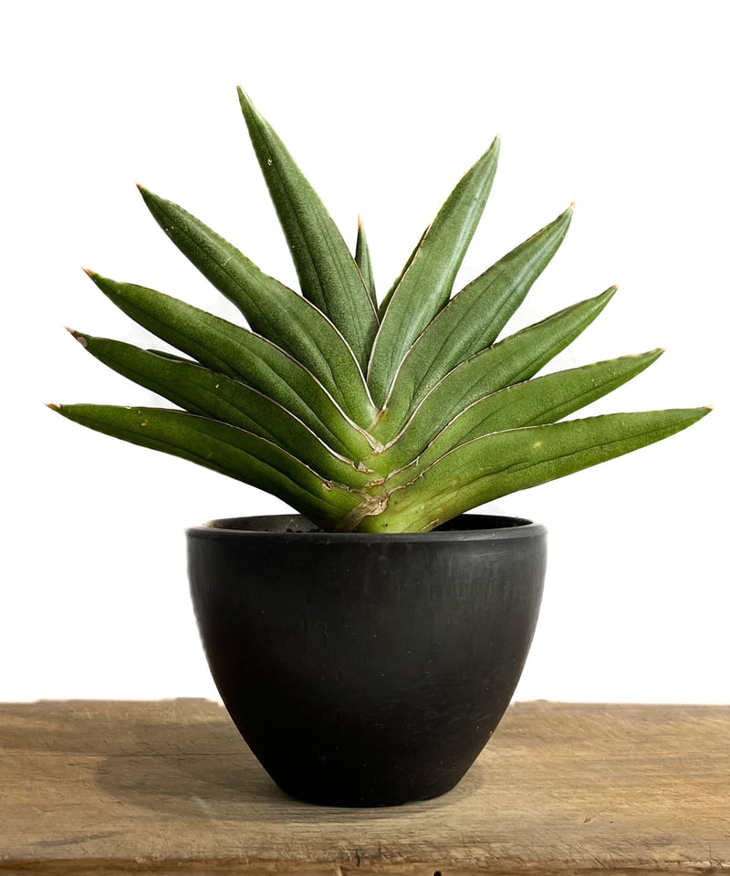 サンセベリア アンダマン「Sansevieria Andaman (from Unyamane