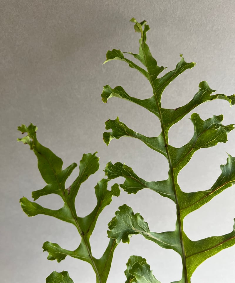 ドリナリア クエルシフォリア '変異種' 「Drynaria quercifolia ドリナリア クエルシフォリア '変異種' 「Drynaria quercifolia