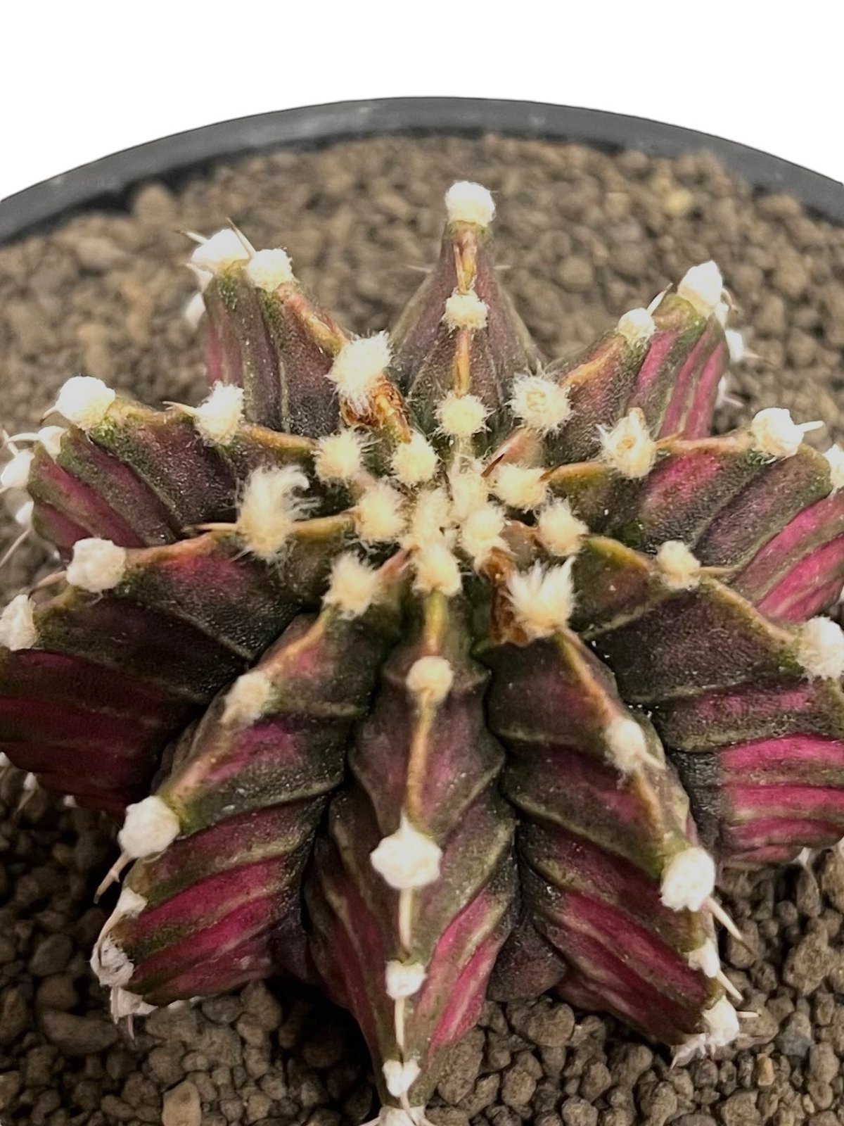 ギムノカリキウム LB2178 x TLUX 「Gymnocalycium LB2178