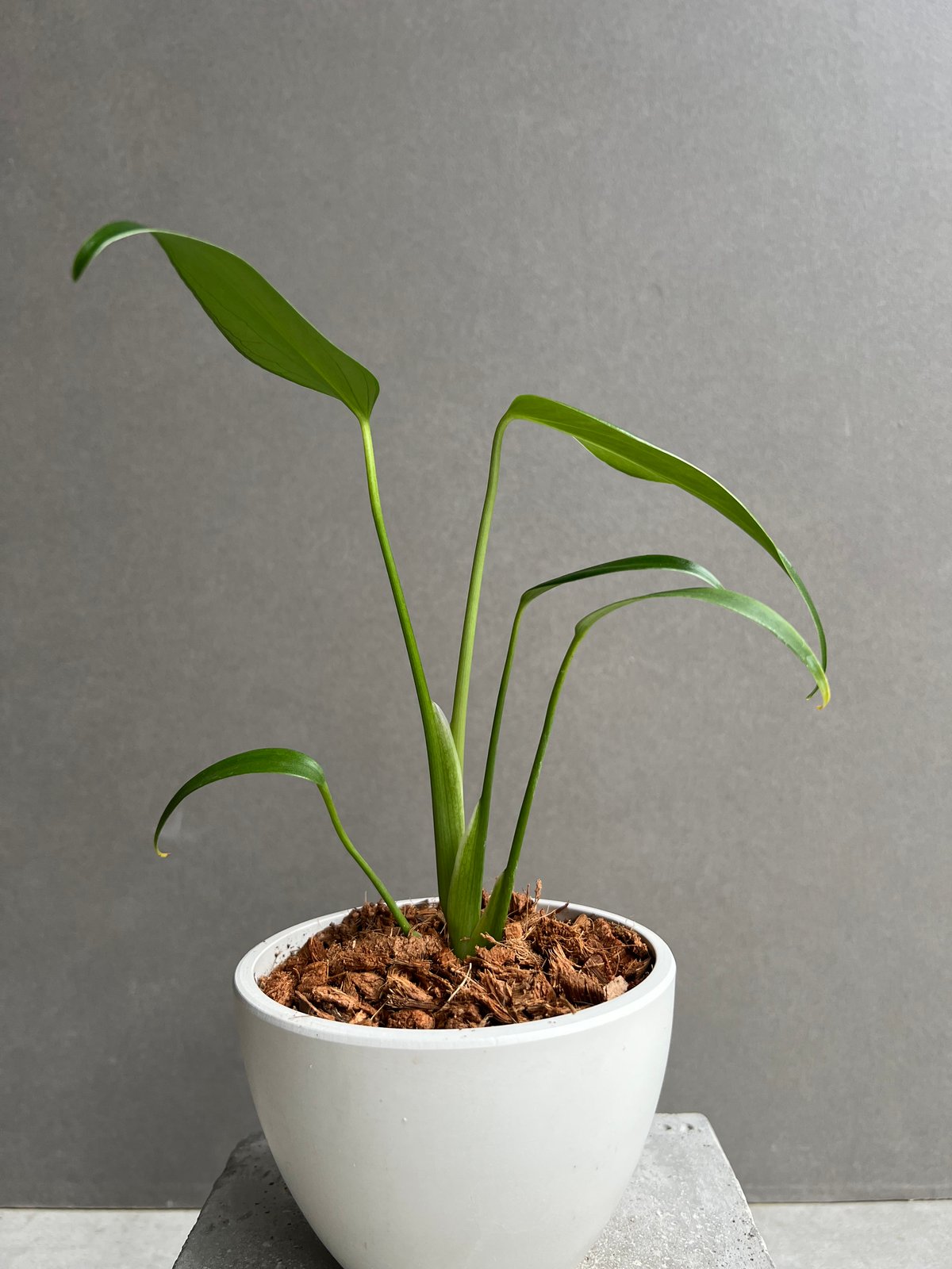 モンステラ　バールマルクスフレーム　Burle Marx's Flame　① モンステラ バールマルクスフレーム 「Monstera burle marx's flame」