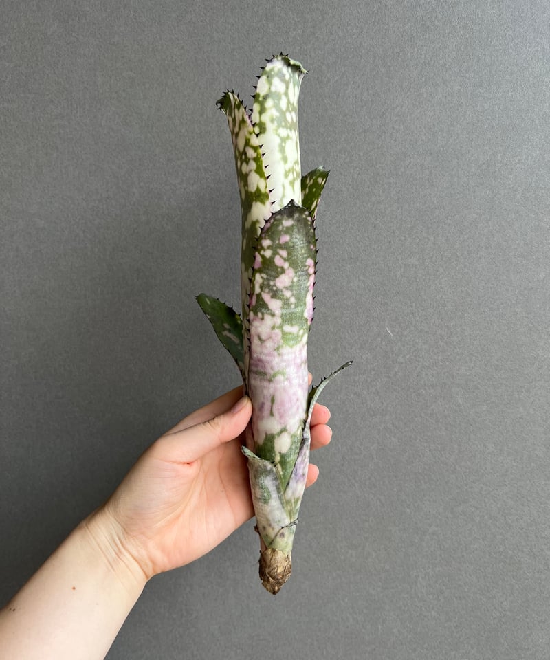 ブロメリア・エアープランツ Billbergia Kolan Shark Bite c9949c20d1c4d6f5d172fc8ddaa840