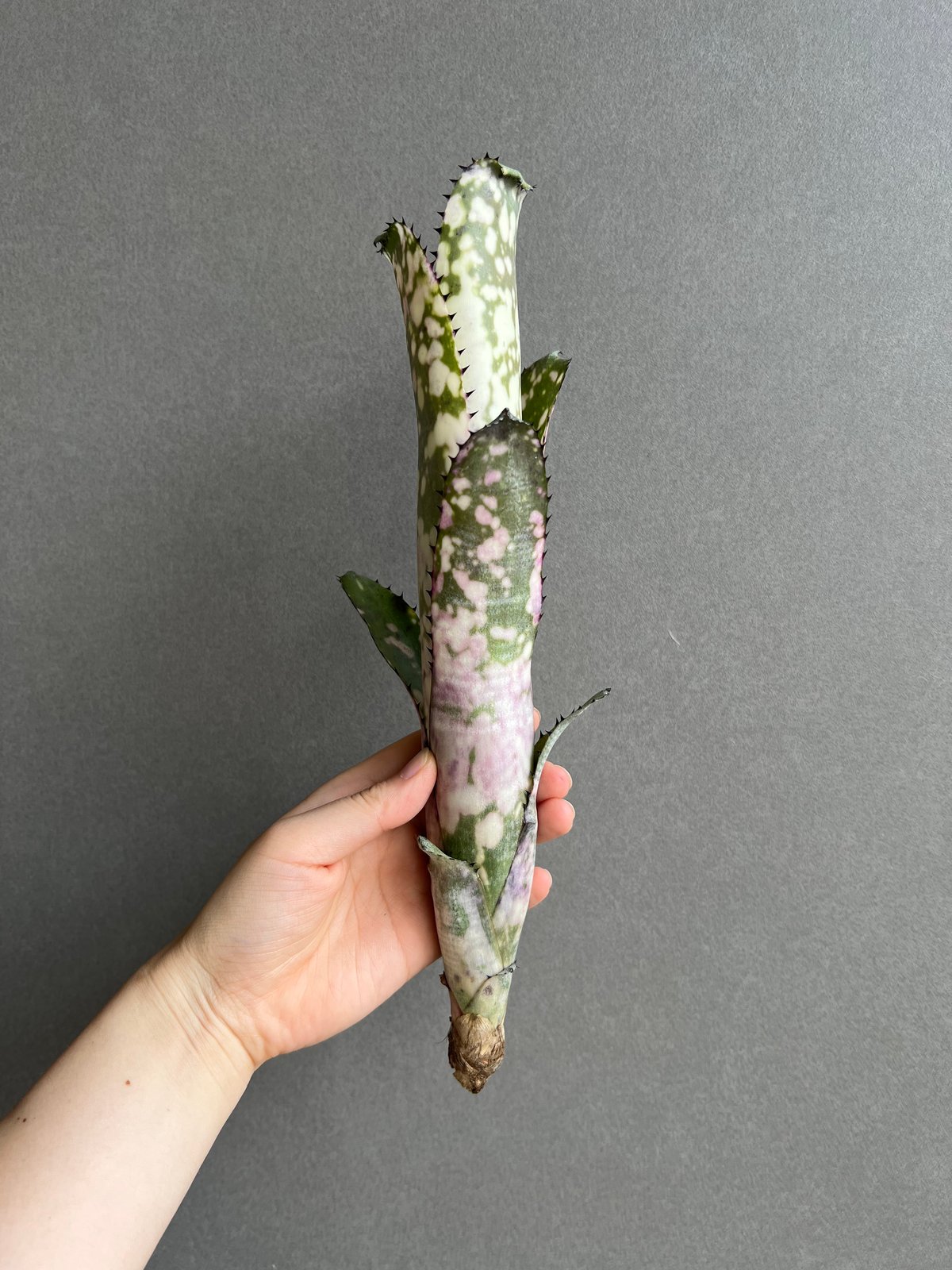 ビルベルギア 「マーブルシャークkolan marble shark」 ビルベルギア コラン マーブル シャーク 「Billbergia Kolan Marble S