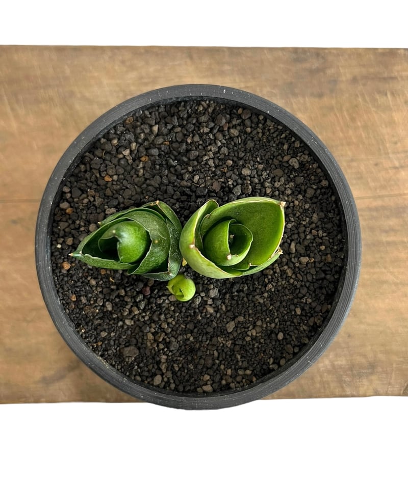 サンセベリア ベンジャロン「Sansevieria Benjarong」60D-1 | SHO