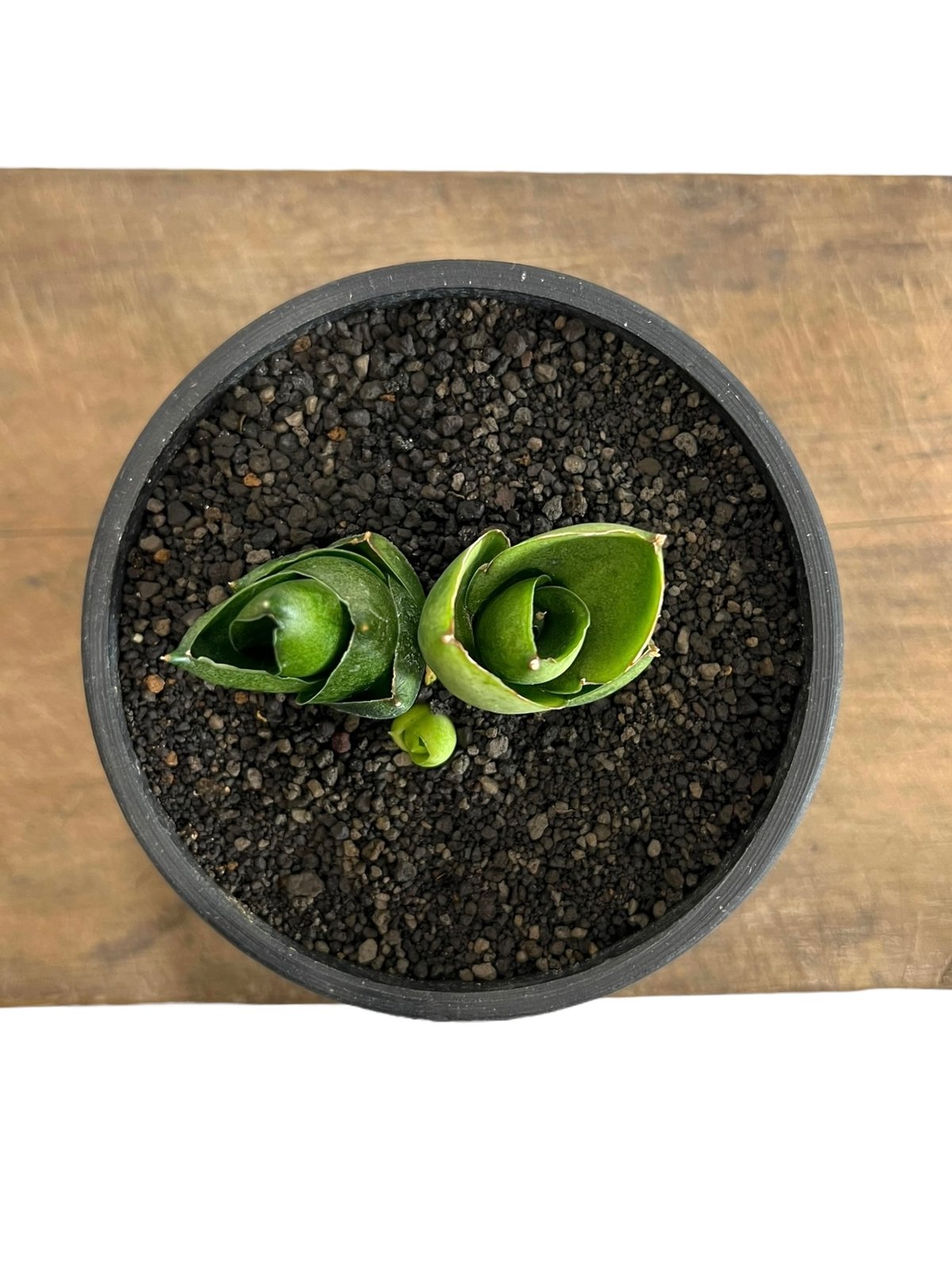 サンセベリア ベンジャロン「Sansevieria Benjarong」60D-1 | SHO