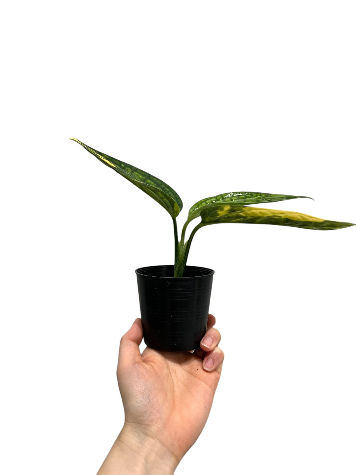 モンステラ カルステニアナム (ペルー) 斑入 「Monstera Karstenianum