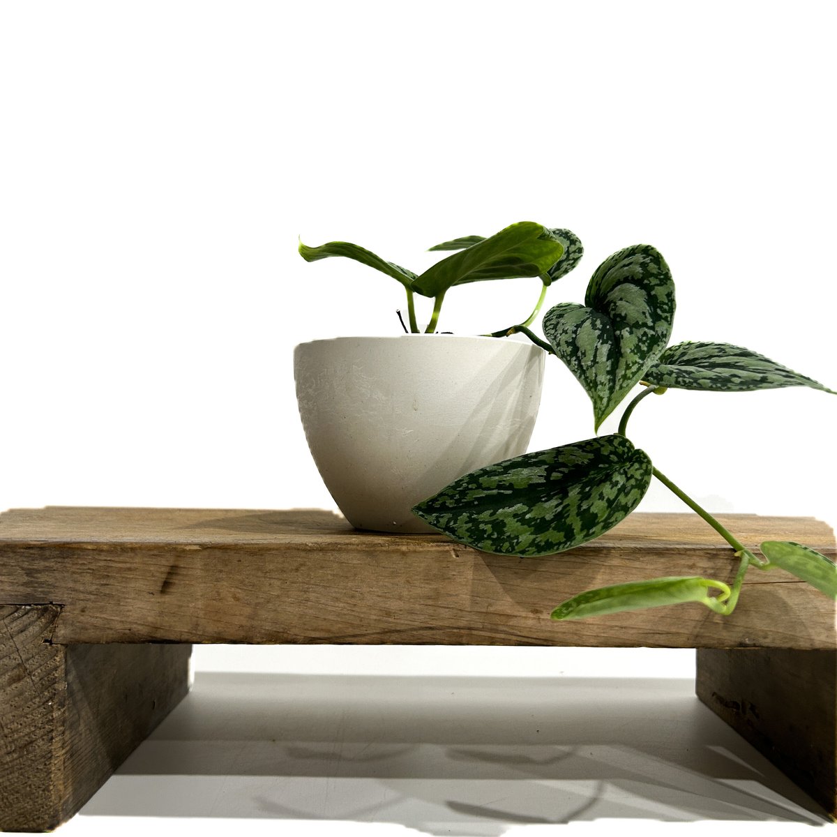 スキンダプサス トリカラー「Scindapsus Tricolor」6/12-202 | SH