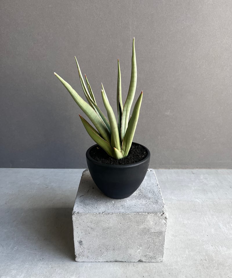 サンセベリア バイ-ビッド 「Sansevieria Bi-Bid (by Unyamanee
