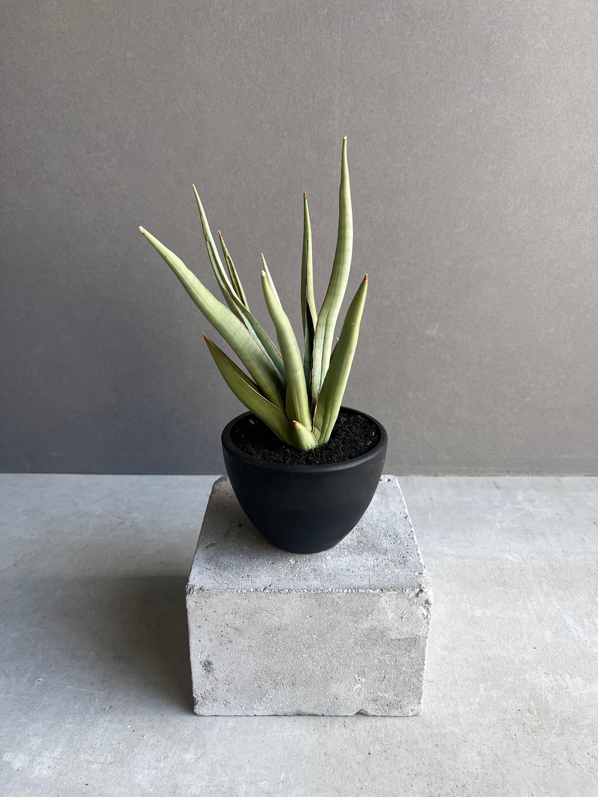 サンセベリア バイ-ビッド 「Sansevieria Bi-Bid (by Unyamanee