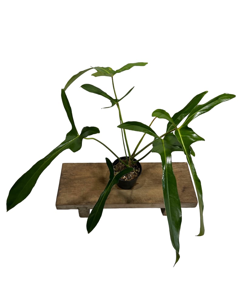 フィロデンドロン ロンギロバトム 'レラノ ミヤノ' 「Philodendron