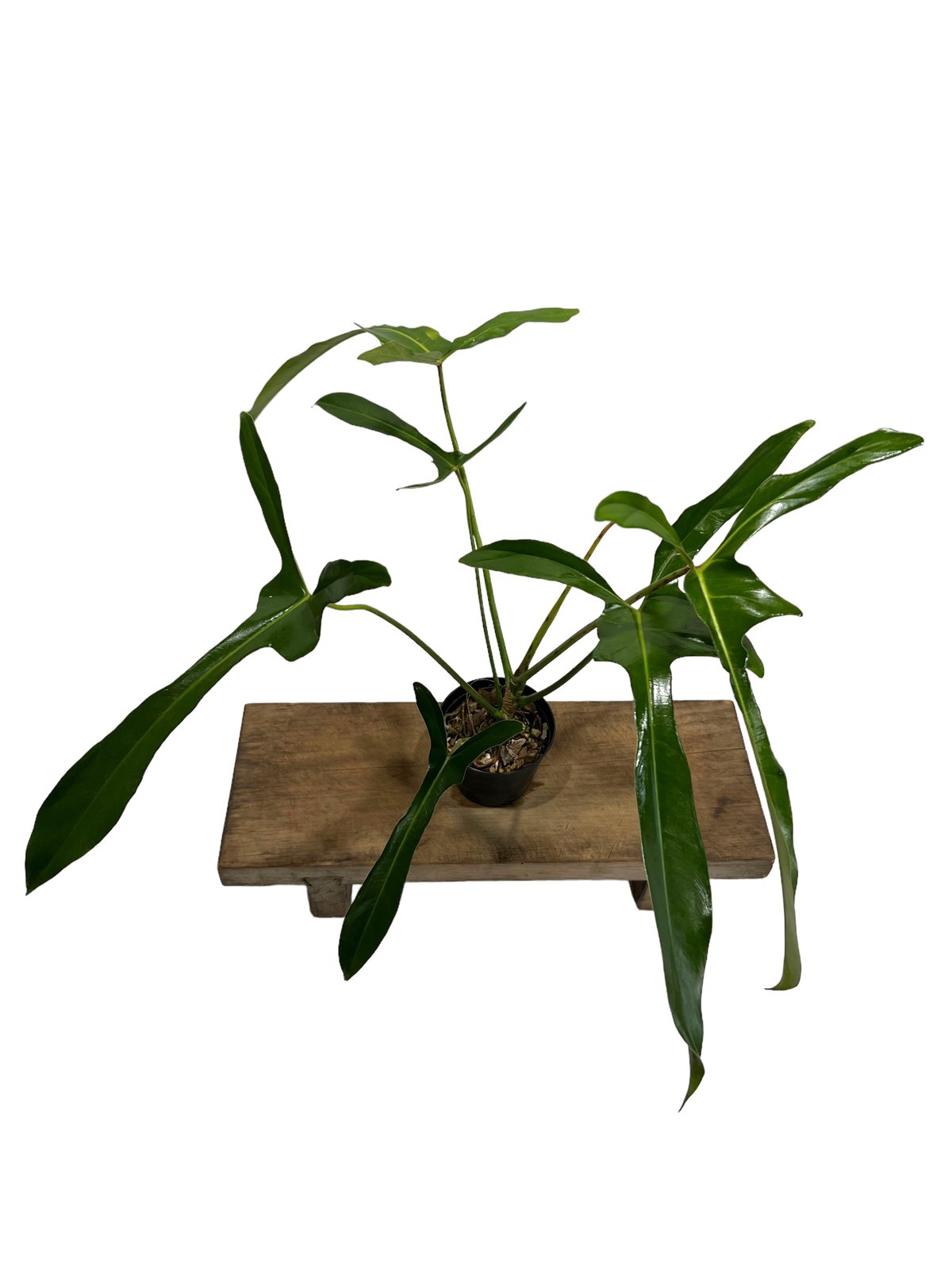 「ABC」超貴重フィロデンドロン ロンギロバトム レラ ノミヤノミント ABC」超貴重フィロデンドロン ロンギロバトム レラ ノミヤノミント ABC