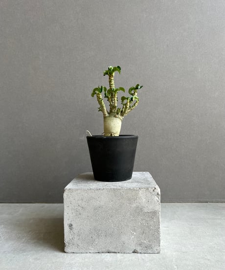 CATEGORY SALE | SHOUCHIKUEN