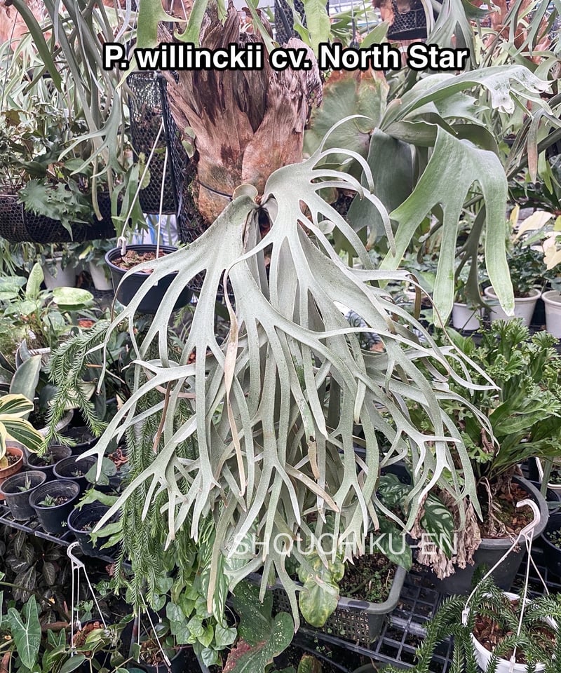 ビカクシダ ウィリンキー cv. ノース スター スポアリング セレクト「P