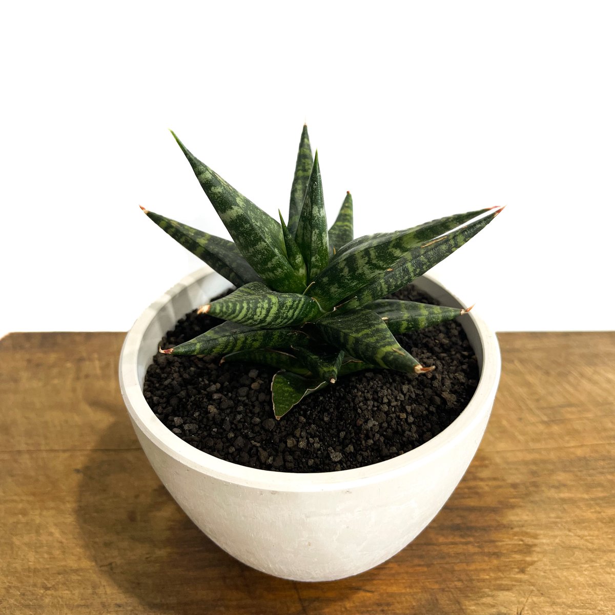 サンセベリア ブラック ダイヤモンド「Sansevieria Black Diamond」5/