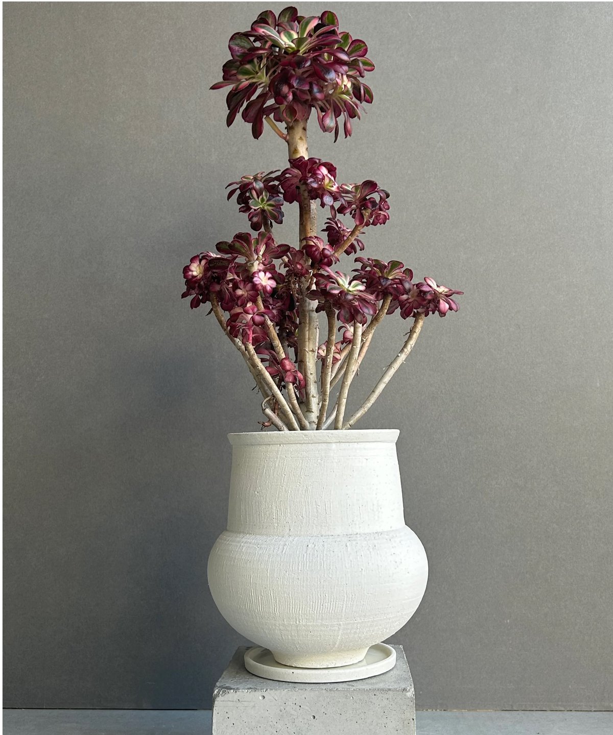 アエオニウム 'シャネル' 「Aeonium 'Chanel'」 6M | SHOUCHIKUEN