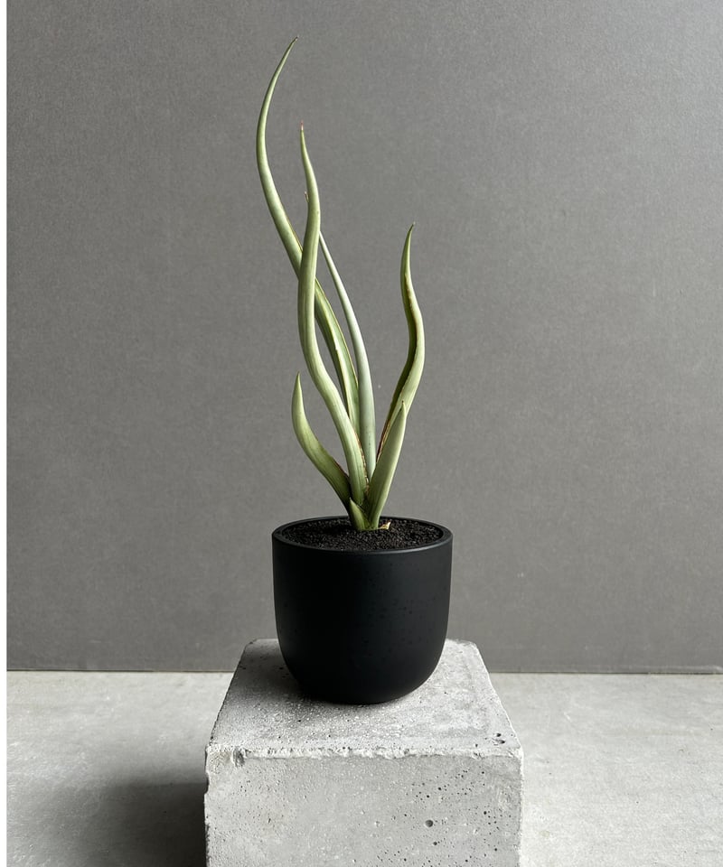サンセベリア シルバー スパイラル「Sansevieria Silver Spiral (b
