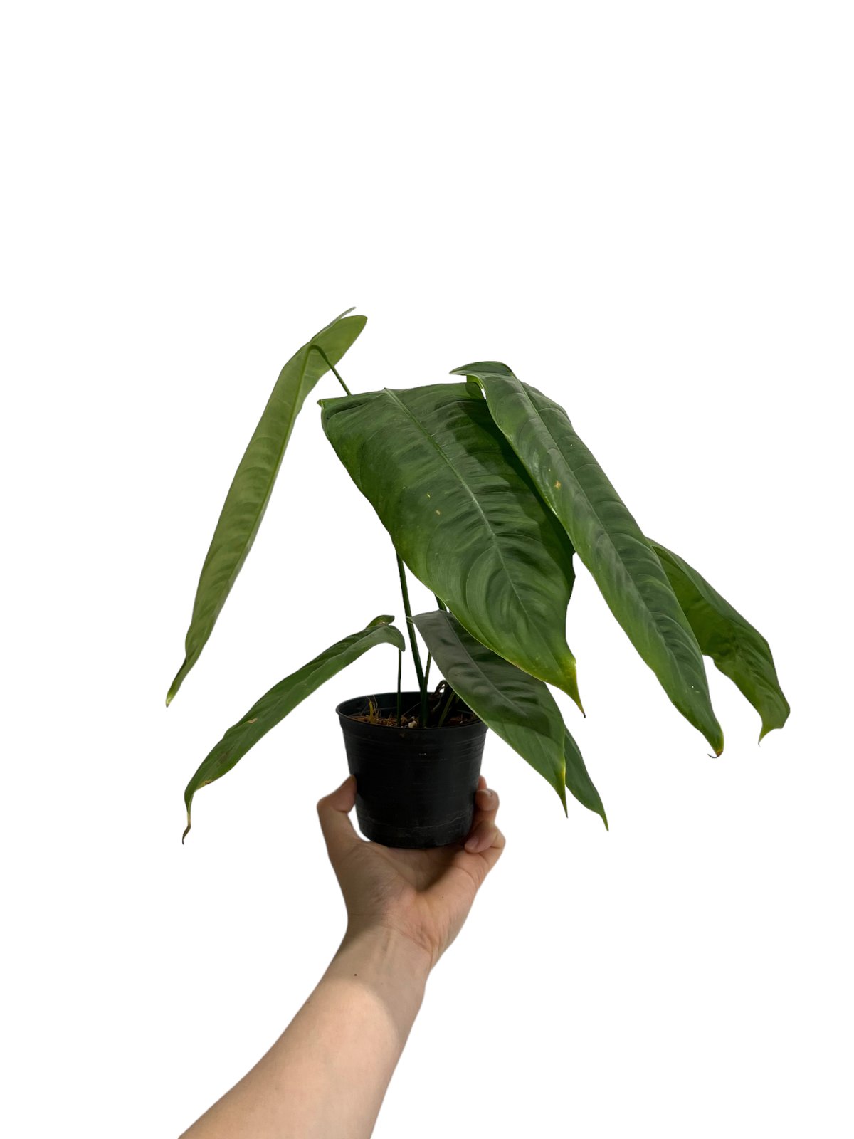 Philodendron sharoniae　フィロデンドロン　シャロニアエ fit=scale-down,w=1200