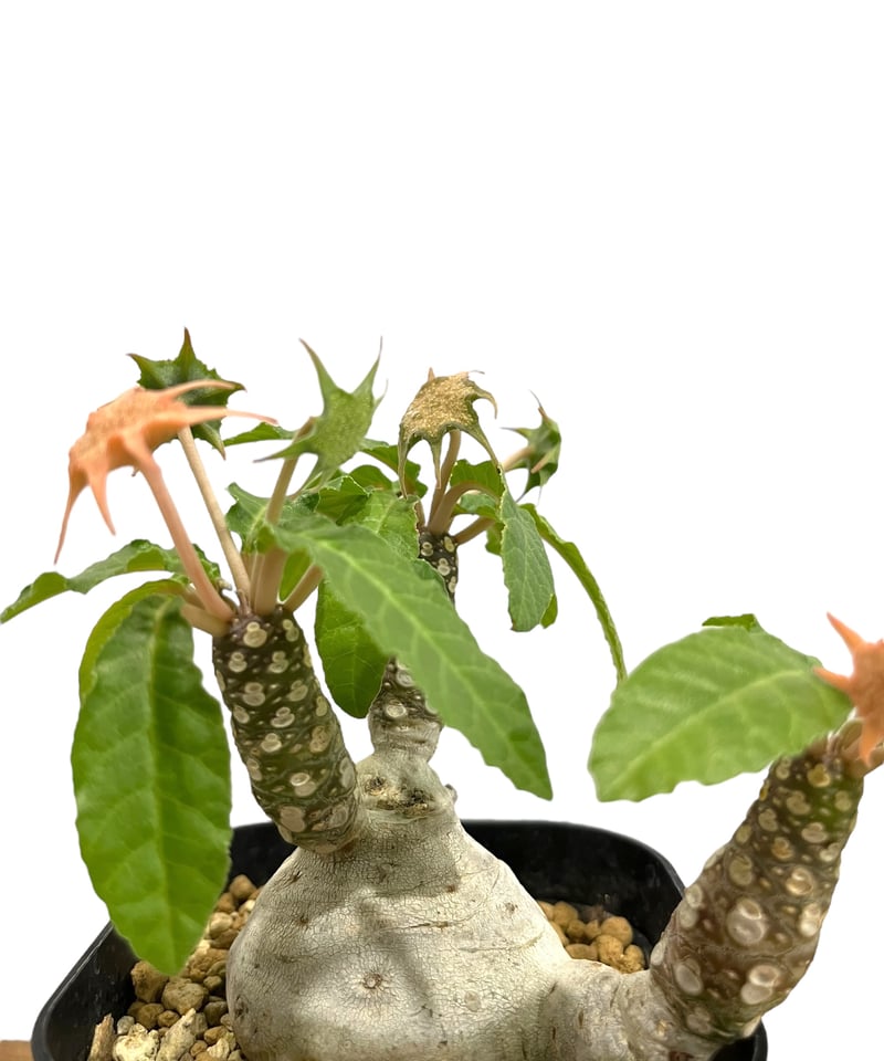 ドルステニア フォエチダ “多頭タイプ” 「Dorstenia foetida」25P | S