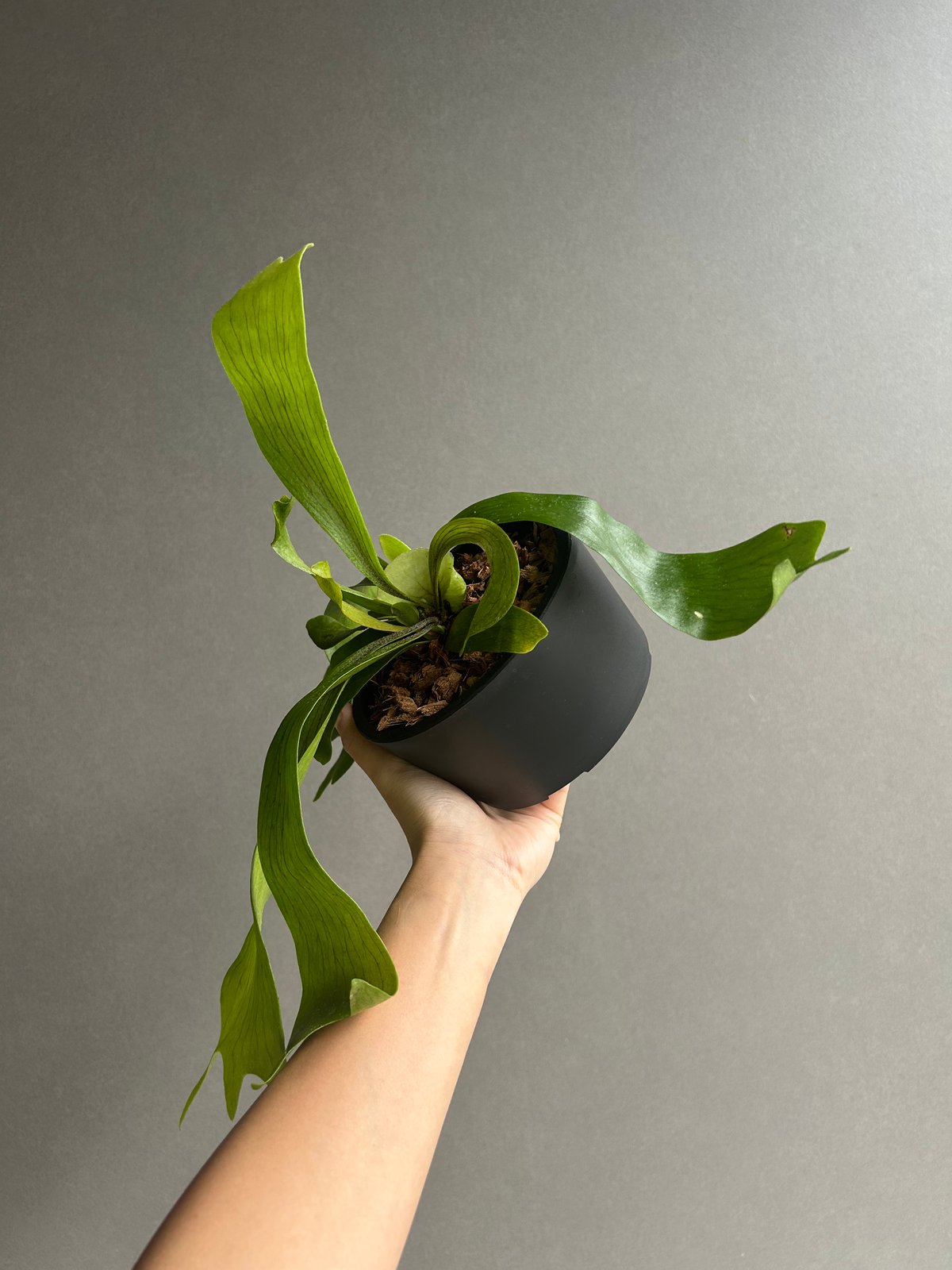 ビカクシダ ゴースト ハンズ 子株 (P. ウィリンキーx P.コロナリウム