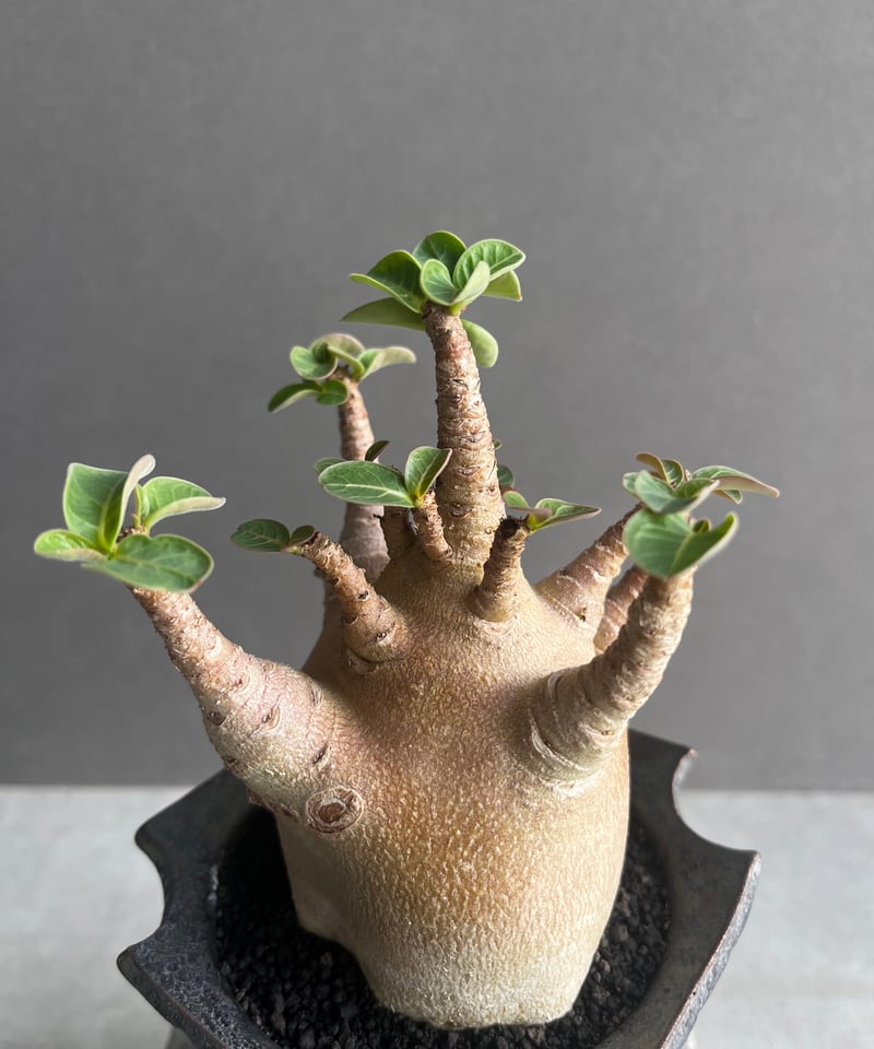 アデニウム アラビカム スーパー ドワーフ “レッド” + object by 1218