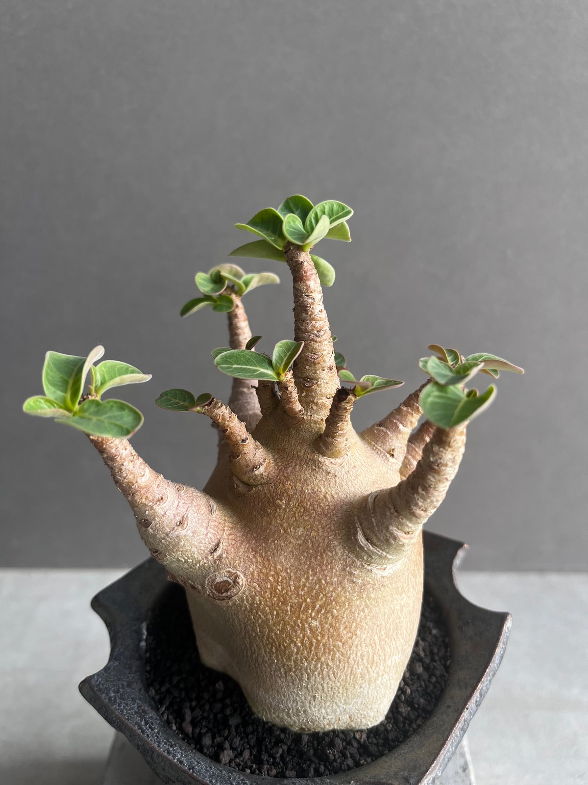 アデニウム アラビカム スーパー ドワーフ “レッド” + object by