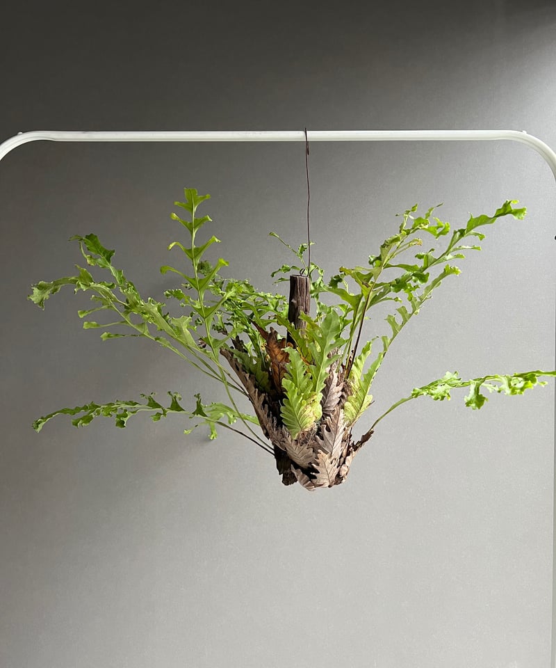 ドリナリア クエルシフォリア '変異種' 「Drynaria quercifolia 'Mut