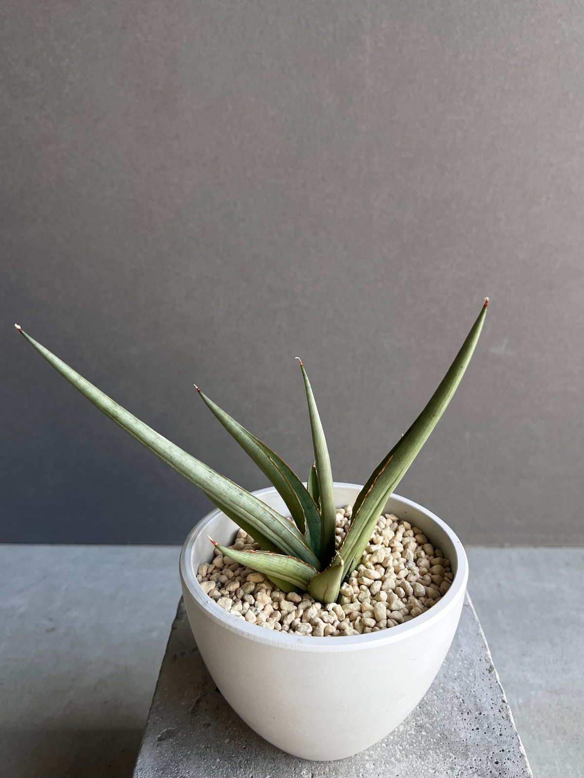 サンセベリア ダンシング ドラゴン 「Sansevieria Dancing Dragon